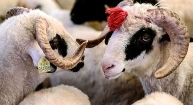 Kurban Bayramı tatili uzatılmadı