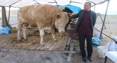 970 kiloluk Minik, pazarın ilgi odağı oldu