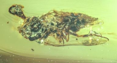 99 milyon yıllık kehribarın içinde zombi mantarı bulundu!