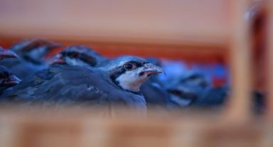 Kayseri'de doğaya keklik salımı yapıldı