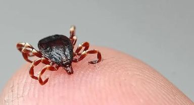 Türkiye'de yeni kene türü tespit edildi: 30'dan fazla hastalık etkeni taşıyor