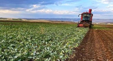 İşlenmeyen Tarım Arazileri Kiraya Verilecek: 1 Eylül’de Yeni Dönem Başlıyor
