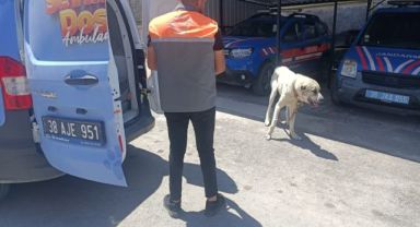 Köpeği otomobile bağlayarak çektiren şahsa ceza
