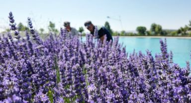 Büyükşehir’den Şehrin Dört Bir Yanına Lavanta Esintisi