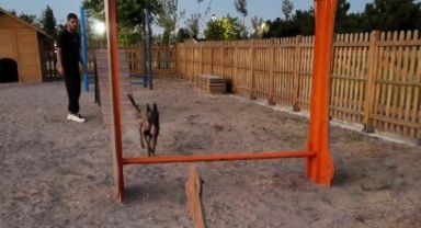 Büyükşehir'in Köpek Eğitim Parkuru'na Tam Not