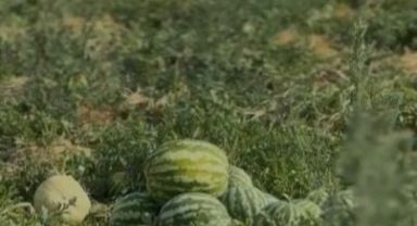 İncesu Karpuzu, Adana ve Diyarbakır’a rakip oldu