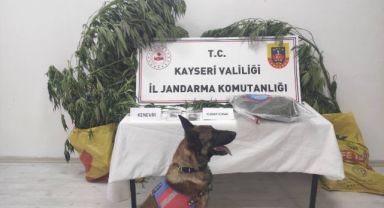 Kayseri’de 7 kök kenevir ele geçirildi: 1 gözaltı