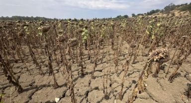 Kuraklıktan Kırılan Çiftçiye Acil Destek Şart, Yoksa Üretici Kalmayacak