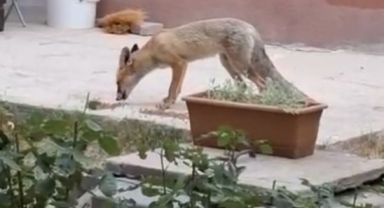 Evin bahçesinde tilki besliyor