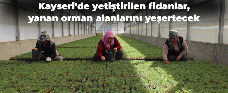 Kayseri'de yetiştirilen fidanlar, yanan orman alanlarını yeşertecek