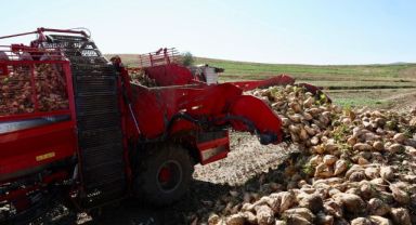 Kayseri Şeker’de Sezonun İlk Pancar Hasadı Sevinci
