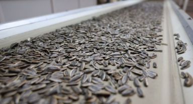 Panpa’dan Çiftçiye Güvence: Çekirdek Alımları Devam Ediyor