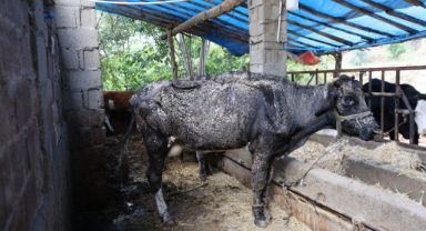 Aydın’da Sağanak Yağış Sele Dönüştü: Hayvanlar Sürüklendi, Köy Muhtarı Altyapı Eksikliğini İşaret Etti