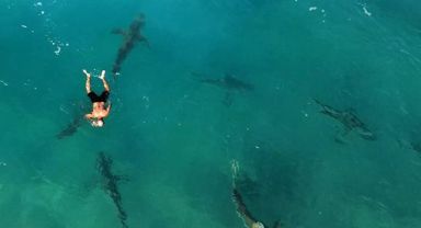 İsrail’de Korkunç Köpekbalığı Saldırısı: ‘Zararsız’ Dusky Shark Türü Bir Turisti Öldürdü