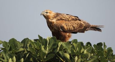 Kars'ta Kızıl Şahin Avlayan 2 Kişiye Rekor Ceza: 661 Bin TL Para Cezası Kesildi