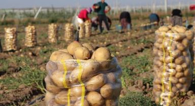 Patates Üretiminde Karantina Tehlikesi: Develi de Risk Altında mı?