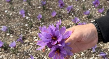 Ülkü Ocakları Genel Merkez Terasında Safran Hasadı: “Her Yer Permakültür Alanına Dönüşebilir”