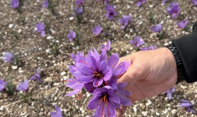 Ülkü Ocakları Genel Merkez Terasında Safran Hasadı: “Her Yer Permakültür Alanına Dönüşebilir”