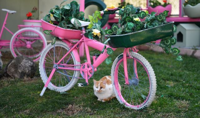 Kedi Bakım Evi örnek hizmet sunuyor