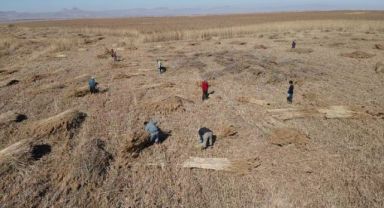 Sultan Sazlığı'nda 2025 Kamış Biçme Sezonu Başladı: Çevresel zorluklara rağmen sazlıklar ekonomiye kazandırılıyor