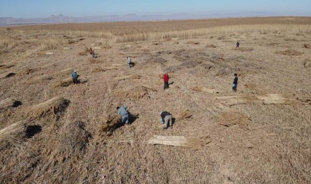 Sultan Sazlığı'nda 2025 Kamış Biçme Sezonu Başladı: Çevresel zorluklara rağmen sazlıklar ekonomiye kazandırılıyor