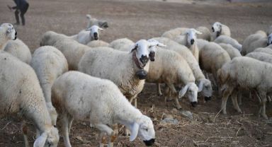 Tomarza’da Kırsal Kalkınma Projesi Meyvelerini Verdi: 20 Koyunla Başladı, Sürü 150’ye Ulaştı