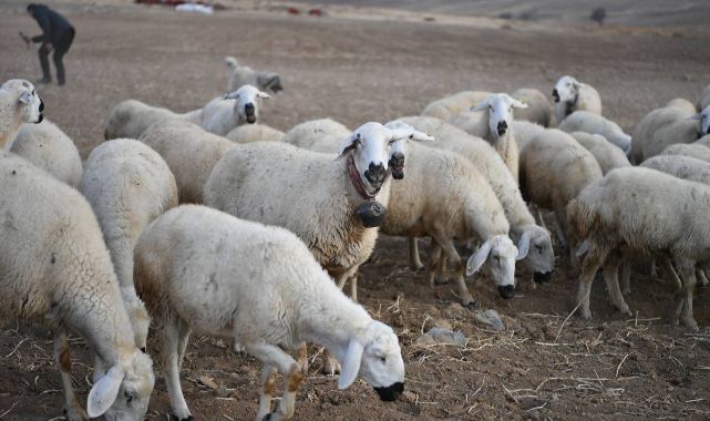 Tomarza’da Kırsal Kalkınma Projesi Meyvelerini Verdi: 20 Koyunla Başladı, Sürü 150’ye Ulaştı
