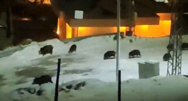 İlçe merkezine inen domuz sürüsü kamerada