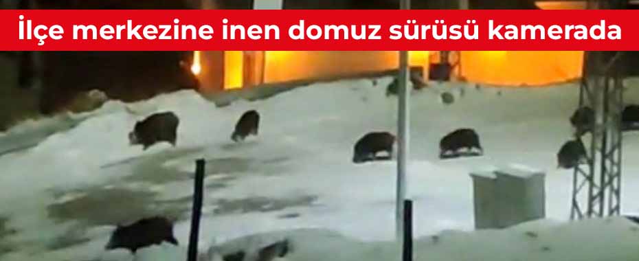 İlçe merkezine inen domuz sürüsü kamerada