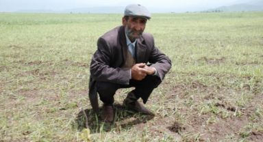 Tarımda Gelir Krizi: Yıllık Ortalama Kazanç Asgari Ücretin Altında Kaldı!