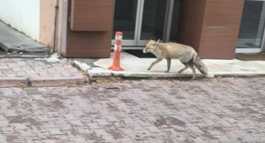 Yiyecek arayan tilki sokağa indi