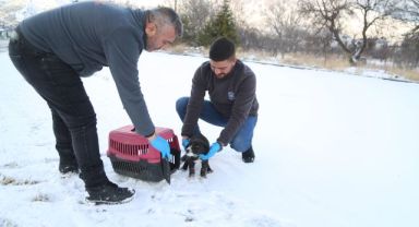 Sevimli Dost ambulansı, binlerce sokak hayvanının yardımına koştu