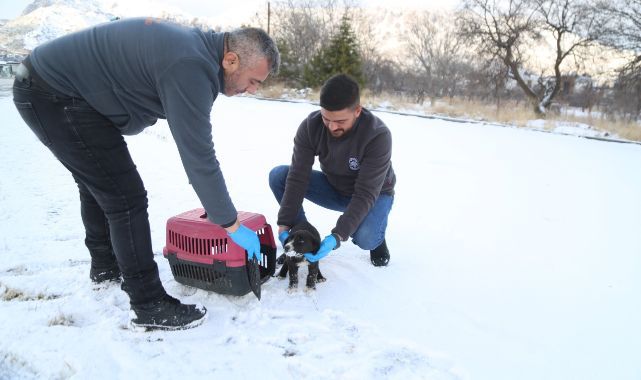 Sevimli Dost ambulansı, binlerce sokak hayvanının yardımına koştu
