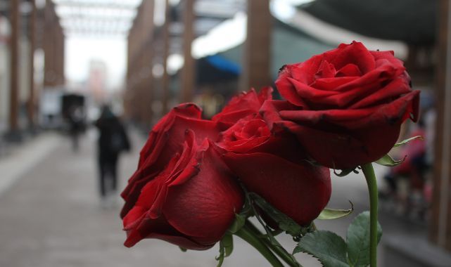 14 Şubat öncesi çiçekçilerde hazırlıklar tamamlandı
