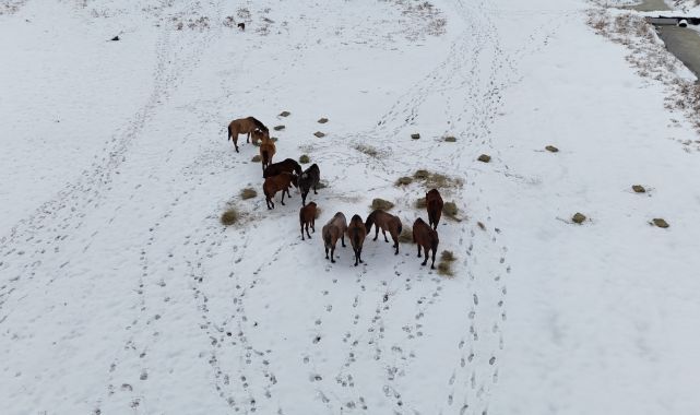 Büyükşehirden ‘dilsiz dostlara’ merhamet eli: Soğuk günlerde sıcak bir dokunuş
