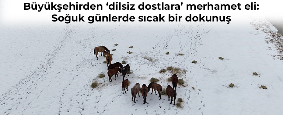 Büyükşehirden ‘dilsiz dostlara’ merhamet eli: Soğuk günlerde sıcak bir dokunuş