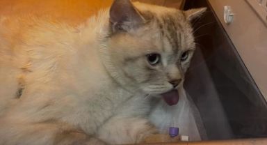 İğne yutan “Pamuk” isimli kedi ameliyatla kurtarıldı