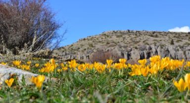 Kayseri'de baharın müjdecisi sarı çiğdemler çiçek açtı