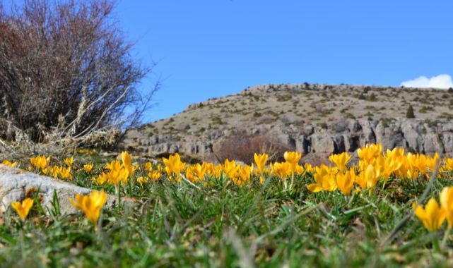 Kayseri'de baharın müjdecisi sarı çiğdemler çiçek açtı