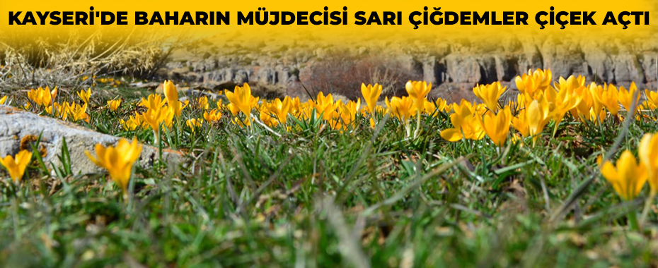 Kayseri'de baharın müjdecisi sarı çiğdemler çiçek açtı