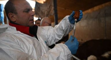 Kayseri’de ilkbahar dönemi şap aşılama kampanyası başladı