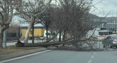 Kayseri'de şiddetli rüzgar ağacı kökünden söktü