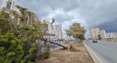 Kayseri'de şiddetli rüzgar ağacı kökünden söktü