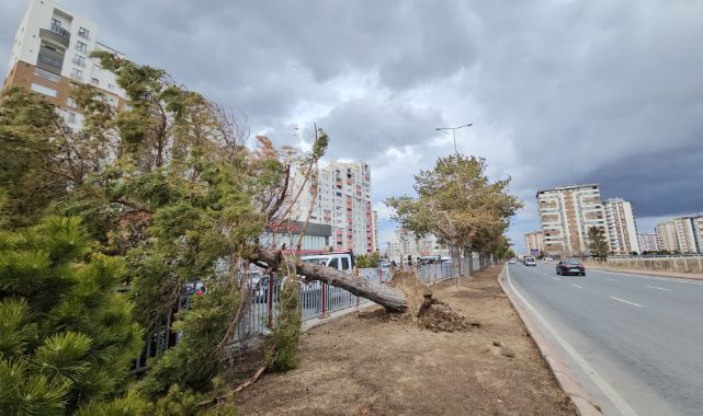 Kayseri'de şiddetli rüzgar ağacı kökünden söktü