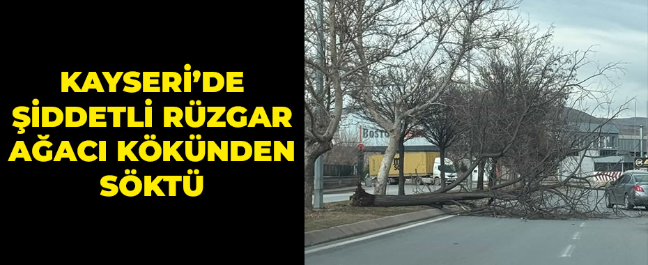 Kayseri'de şiddetli rüzgar ağacı kökünden söktü