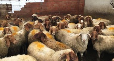 Kayseri Hayvancılıkta Şaha Kalktı: Bir Yılda 133 Bin Yeni Küçükbaş!