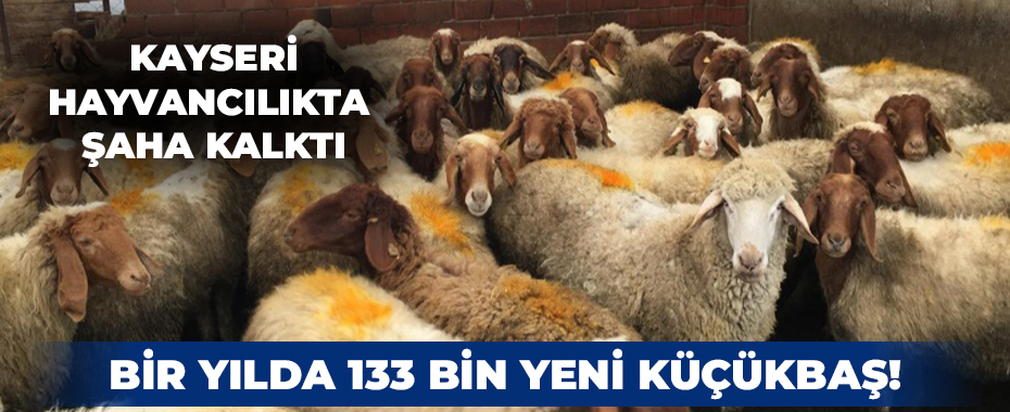 Kayseri Hayvancılıkta Şaha Kalktı: Bir Yılda 133 Bin Yeni Küçükbaş!