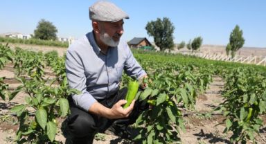 Kocasinan’da üreticiye erkenci kapya biberi tohumu desteği