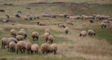 Küçükbaş Hayvancılıkta Dev Atılım: 150 Bin Damızlık Hayvan ve Faizsiz Kredi Desteği!