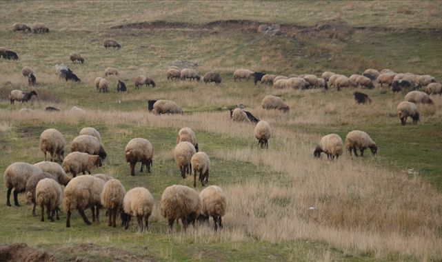 Küçükbaş Hayvancılıkta Dev Atılım: 150 Bin Damızlık Hayvan ve Faizsiz Kredi Desteği!